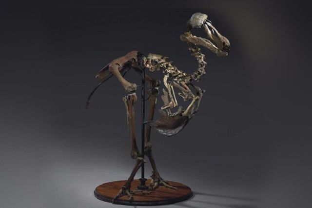 Fosil Langka Burung Dodo